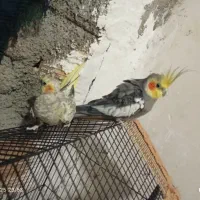 معاوضه با یه ژرمن شپرد توله