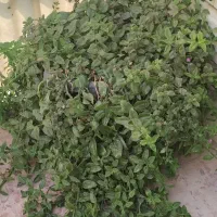 گل و گلدان|گل و گیاه طبیعی|تربتحیدریه, قائم|دیوار