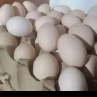 تخم مرغ محلی