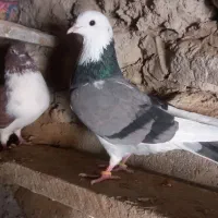 پنج کبوتر ملاقی|پرنده|قرقری, |دیوار