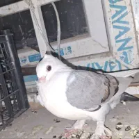 جوجه دوکت و نر شامی