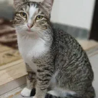 گربه ماده یکساله