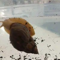 حلزون آچاتینا|خزنده|اصفهان, پزوه|دیوار