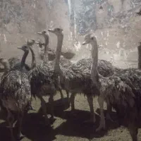 شتر مرغ|حیوانات مزرعه|اسفرورین, |دیوار