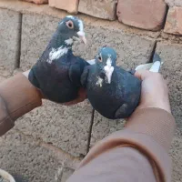 کفتر سبز  کلایی نر پلنگ ماده زاغ دمسفید ماده