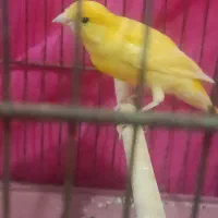 فروش قناری طلای دهن زن|پرنده|مرودشت, گندم|دیوار