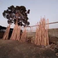 فروش انواع نردبان چوبی و درب چوبی