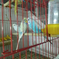 فنچ و مرغ عشق قیمت عالی|پرنده|مشهد, طلاب|دیوار