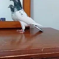 طوقی فروشی|پرنده|اردبیل, |دیوار