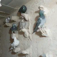 کبوتر پرشی ضربه|پرنده|شهرآباد, |دیوار