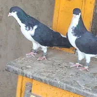 کبوتر رنگی|پرنده|دشتابی, |دیوار