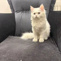 بچه گربه پرشین کت کلاسیک