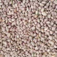لوبیا|خوردنی و آشامیدنی|محمدشهر, ولدآباد|دیوار