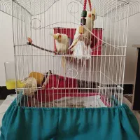 عروس هلندی نر و ماده|پرنده|شفت, |دیوار