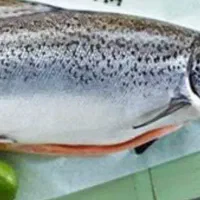 ماهی سالمون  نروژی