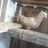 تهرانی