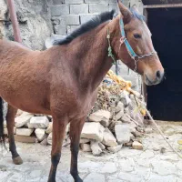 اسب  ترکمن|اسب و تجهیزات اسب‌سواری|بجنورد, |دیوار