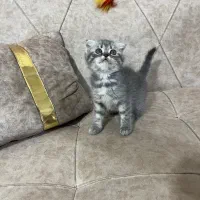 بچه گربه نژاد دار