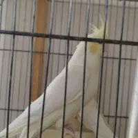 دو جفت عروس هلندی|پرنده|قم, شهرک مهدیه (مدرس)|دیوار