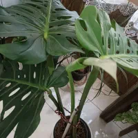 گل و گیاه آپارتمانی