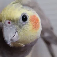 عروس هلندی جفت هر و ماده