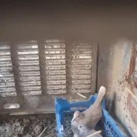 کپوت|پرنده|سراوان, |دیوار