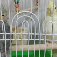 عروس هلندی|پرنده|مشهد, آبکوه|دیوار