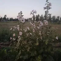 فروش زمین ۳۰۰ متری|فروش زمین و ملک کلنگی|شوشتر, |دیوار