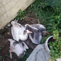 ۴ عدد غاز پروار شده خانگی تر و تمیز سالم|حیوانات مزرعه|رشت, کوی عرفان|دیوار
