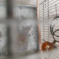 قناری ماده جفتی سهره|پرنده|قدس, شهر‌قدس|دیوار