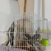 ۴عدد عروس هلندی سالم وسرحال|پرنده|قرچک, مهدیه|دیوار