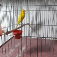 قناری طلایی نر