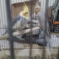 فروش عروس هلندی