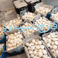 قارچ دکمه ای|خوردنی و آشامیدنی|اصفهان, سنبلستان|دیوار