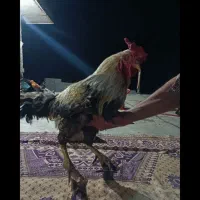 ۳ تا خروس محلی فروش فوری