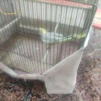 عروس هلندی مست