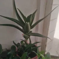 انواع گل های طبیعی|گل و گیاه طبیعی|ملایر, |دیوار