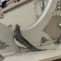 عروس هلندی سخنگو طوسی نر