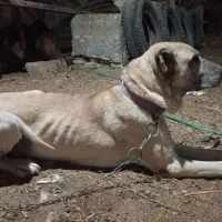 سگ سرابی اصیل|سگ|زارچ, |دیوار