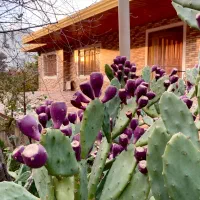 میوه کاکتوس ارگانیک مخصوض دیابت