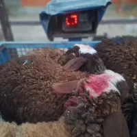 بره قوچی اصل افشار نژادر