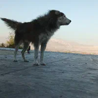 واگزاری|سگ|خرم‌آباد, |دیوار