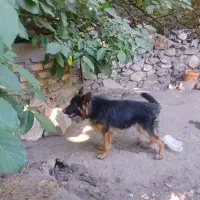 سگ ژرمن|سگ|بم, |دیوار