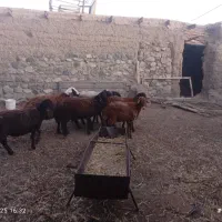 8راس بره‌نر|حیوانات مزرعه|سبزوار, رباط|دیوار