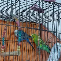 جفت مرغ عشق انگلیسی