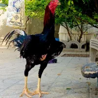 خروس لاری اوشمامو‌ ۸ ماه نسل‌ اصیل