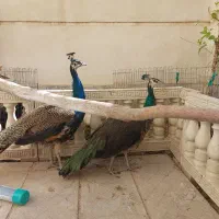 گمشده طاووس ماده