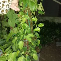 حراج گل و گیاهان باغچه ای ، بیرونی|گل و گیاه طبیعی|کلارآباد, |دیوار