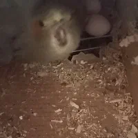 عروس هلندی ماده بالغ