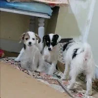 توله شیتزو ماده 2ماهه